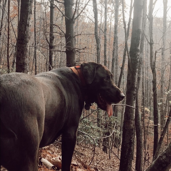 Meet your Posher, Sierra - Picture 1 of 1